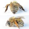 Anthophora plumipes